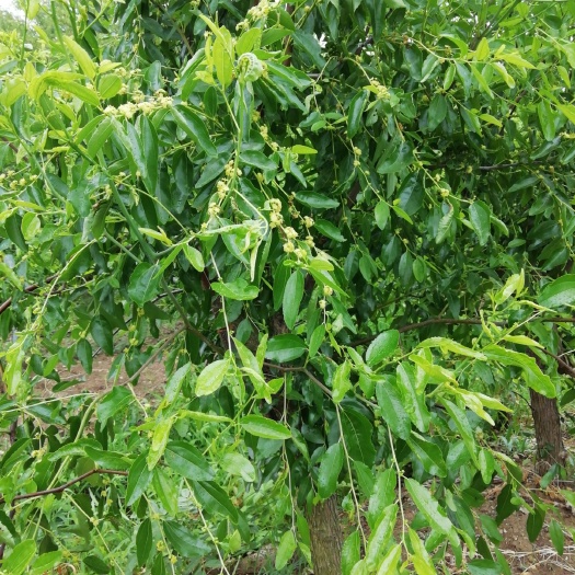 新沂市冬枣树苗