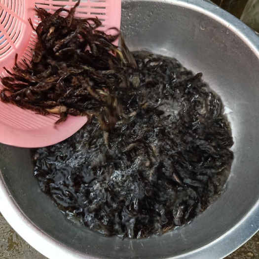 清远 黄辣丁鱼苗 放生鱼苗 批发 湖南鱼苗 现货销售