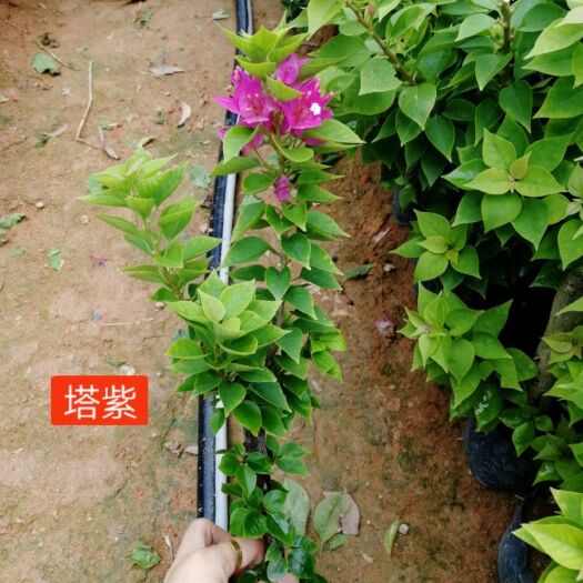 漳浦县 塔紫三角梅