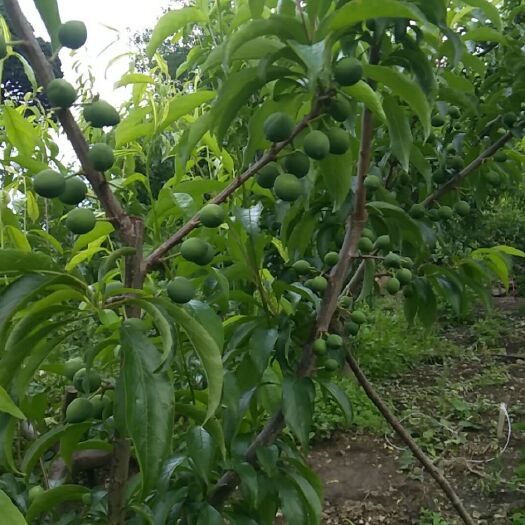 汶川县 今天是6月21日。茵红李还要三个月才能上市。朋友们。要耐心等