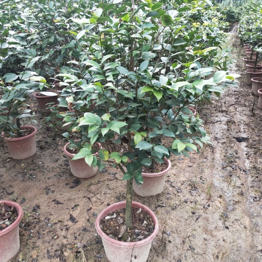 漳浦县 茶花，高120~160，大量现货供应