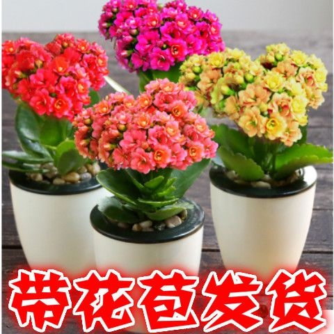 长寿花盆栽 盆栽植物长寿花重瓣花卉带花苞发货室内桌面四季开花花卉水培植物
