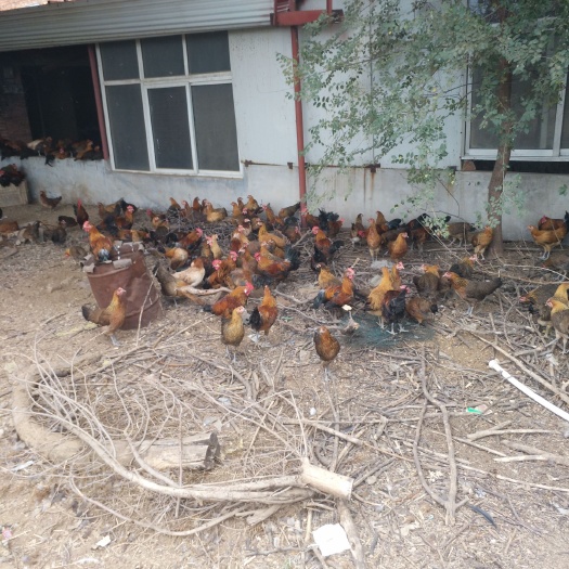 赞皇县出售土鸡蛋，笨鸡蛋，山地放养