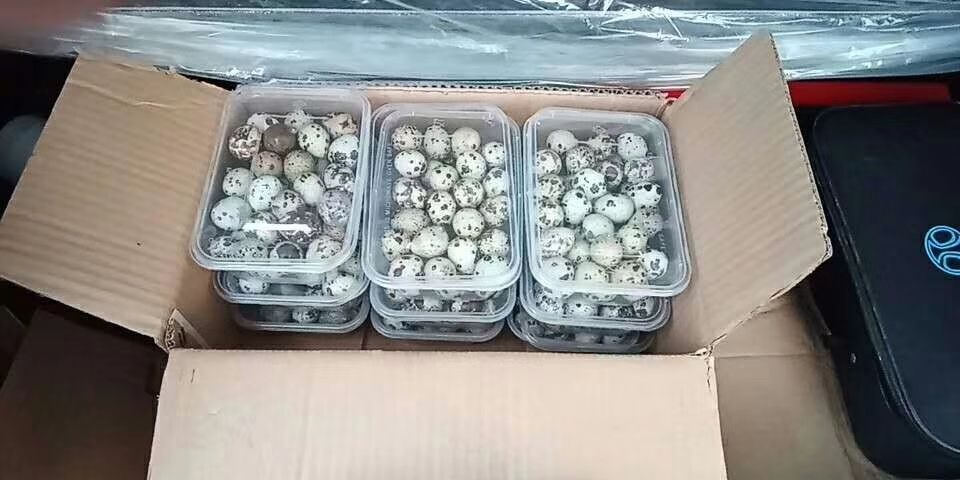 南京 新鲜鹌鹑蛋需要私聊