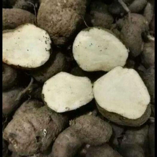 兴仁市三叶青鲜货5斤起发货