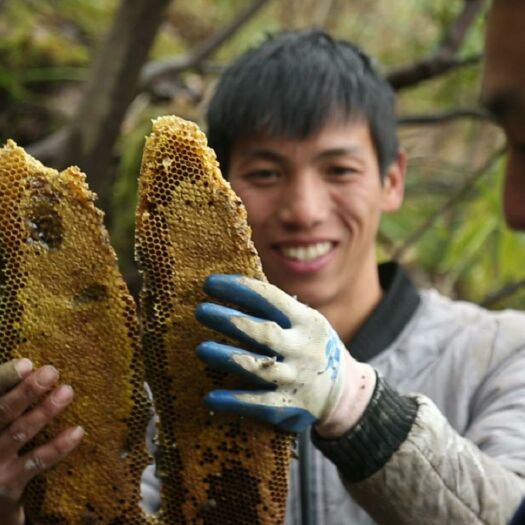 紫云县 贵州深山野生蜂蜜