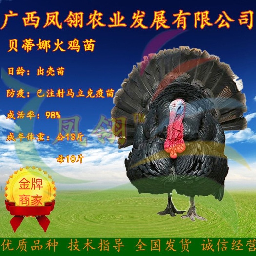 南宁贝蒂娜火鸡苗 包打疫苗.包运输风险