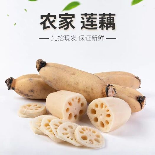 贵港塘藕 现挖现发新鲜农家藕 粉藕 脆藕 鲜藕胜湖藕田藕