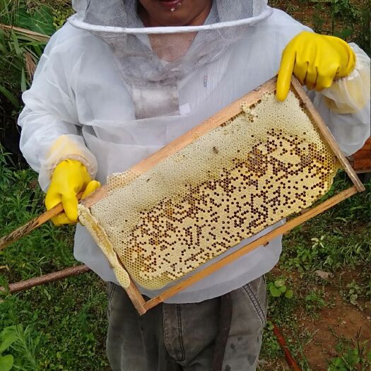 瑞金市土蜂蜜 塑料瓶装 2年以上 