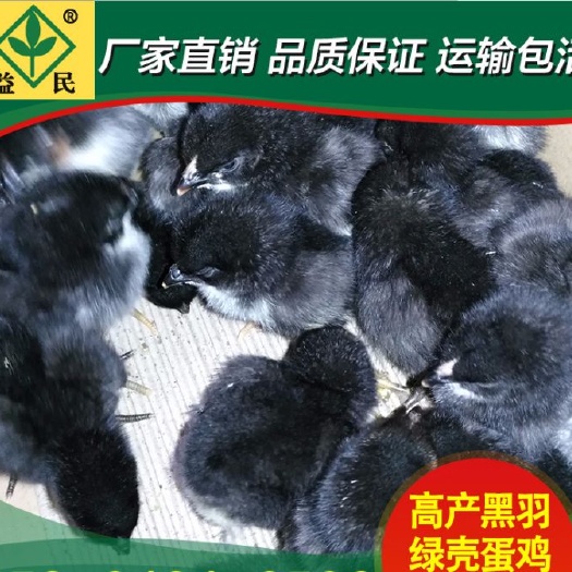 衡阳黑羽高产绿壳蛋鸡苗厂家直销量大从优质量保证