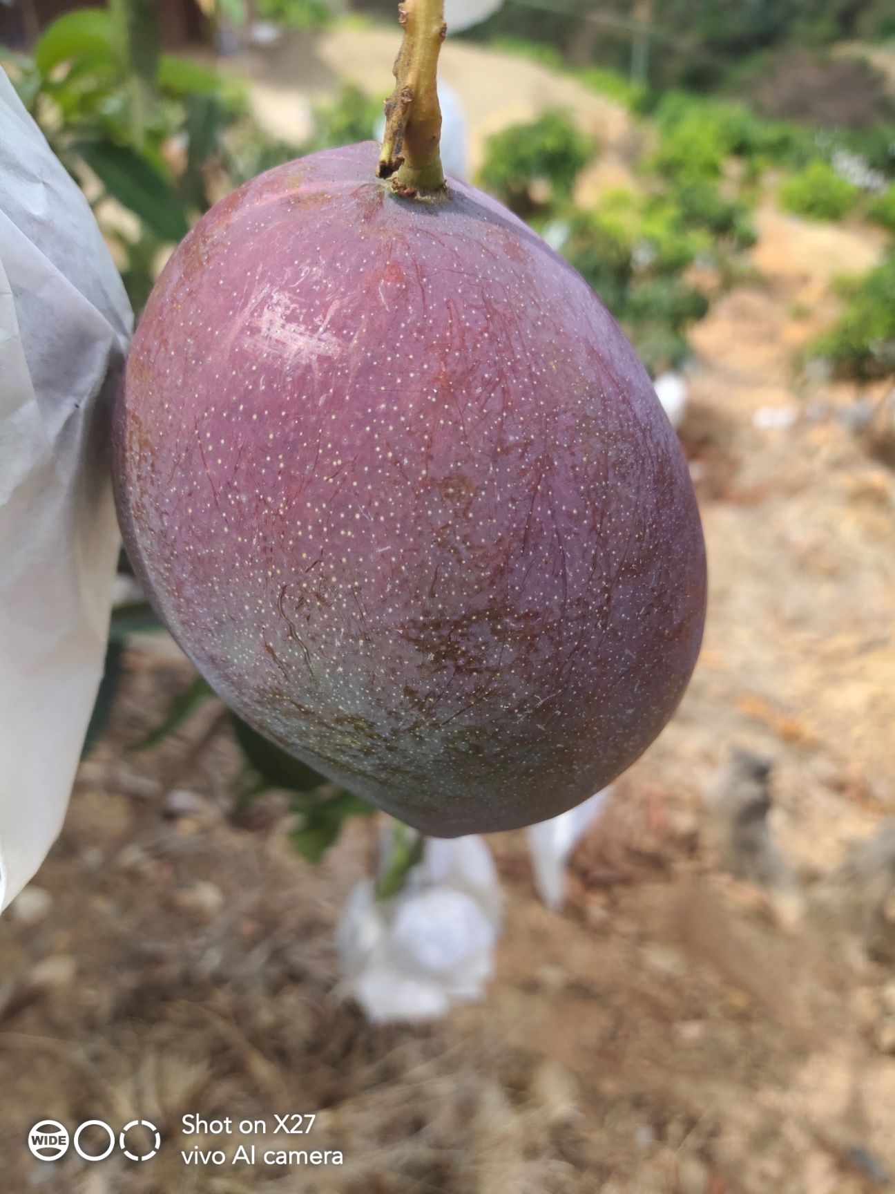  攀枝花芒果大量上市，皮薄肉厚核小，汁多果甜，你值得拥有