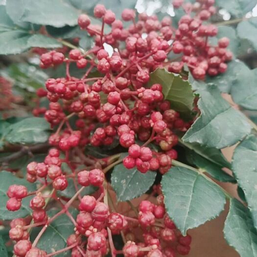 陇南 无刺少刺嫁接大红袍花椒苗五月梅花椒