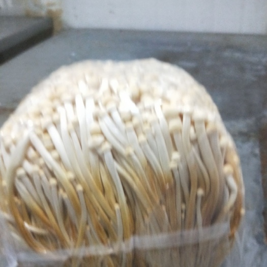 灌南县黄金针菇 未开伞 1.5cm以下 13cm~15cm 一级