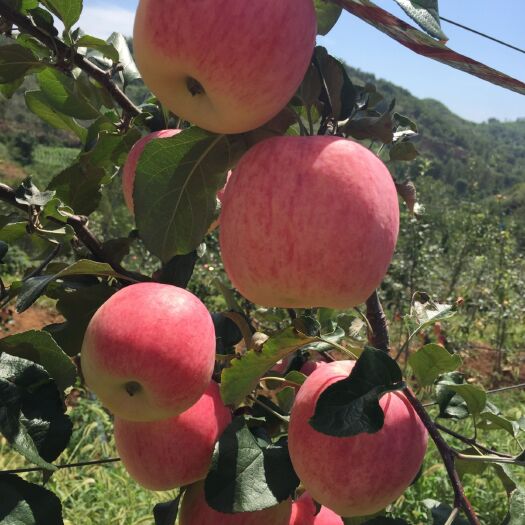 洛宁县 绿色 有机 苹果基地直供