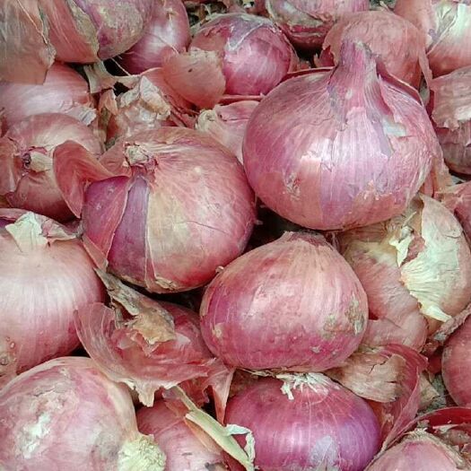 鹿邑县红皮洋葱 5cm以下