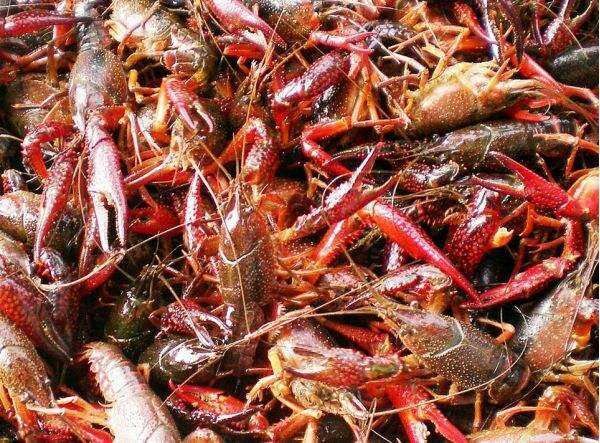 洪湖市 祥恒水产合作社专业小龙虾供应社