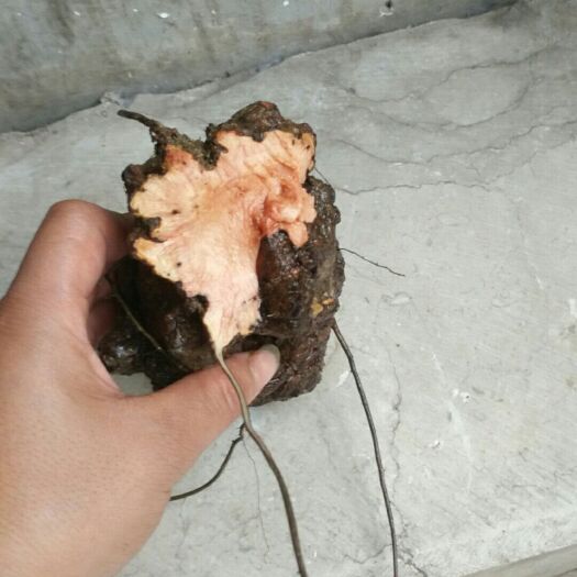 盐津县 茯苓