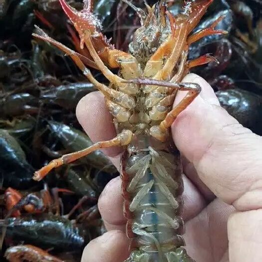 监利市 小龙虾青壳小龙虾