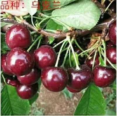 黑珍珠  乌克兰，饿斯8，玛瑙红，大樱桃苗，基地直发品