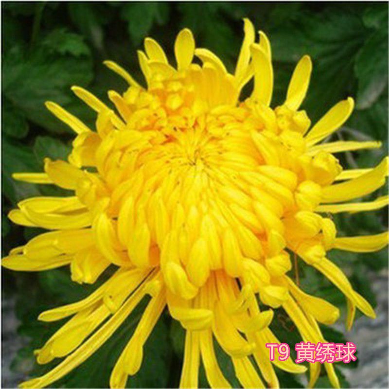  大菊花苗四季开花杭州白菊食用菊花盆栽室内观花