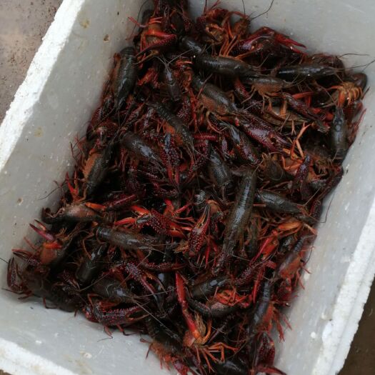 寻甸县 全坤小龙虾养殖基地常年供应优质成品虾，虾苗价格优惠