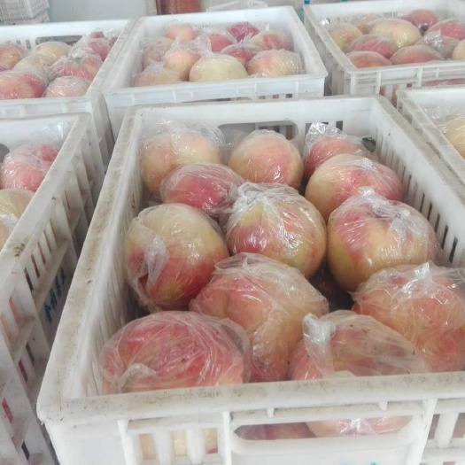 万荣县毛桃  红九九 双节红