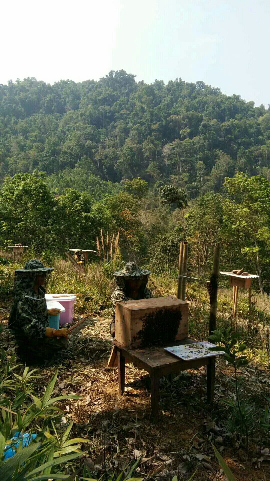  原始森林里的蜂蜜