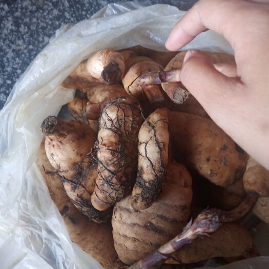 茂县 新鲜天麻。