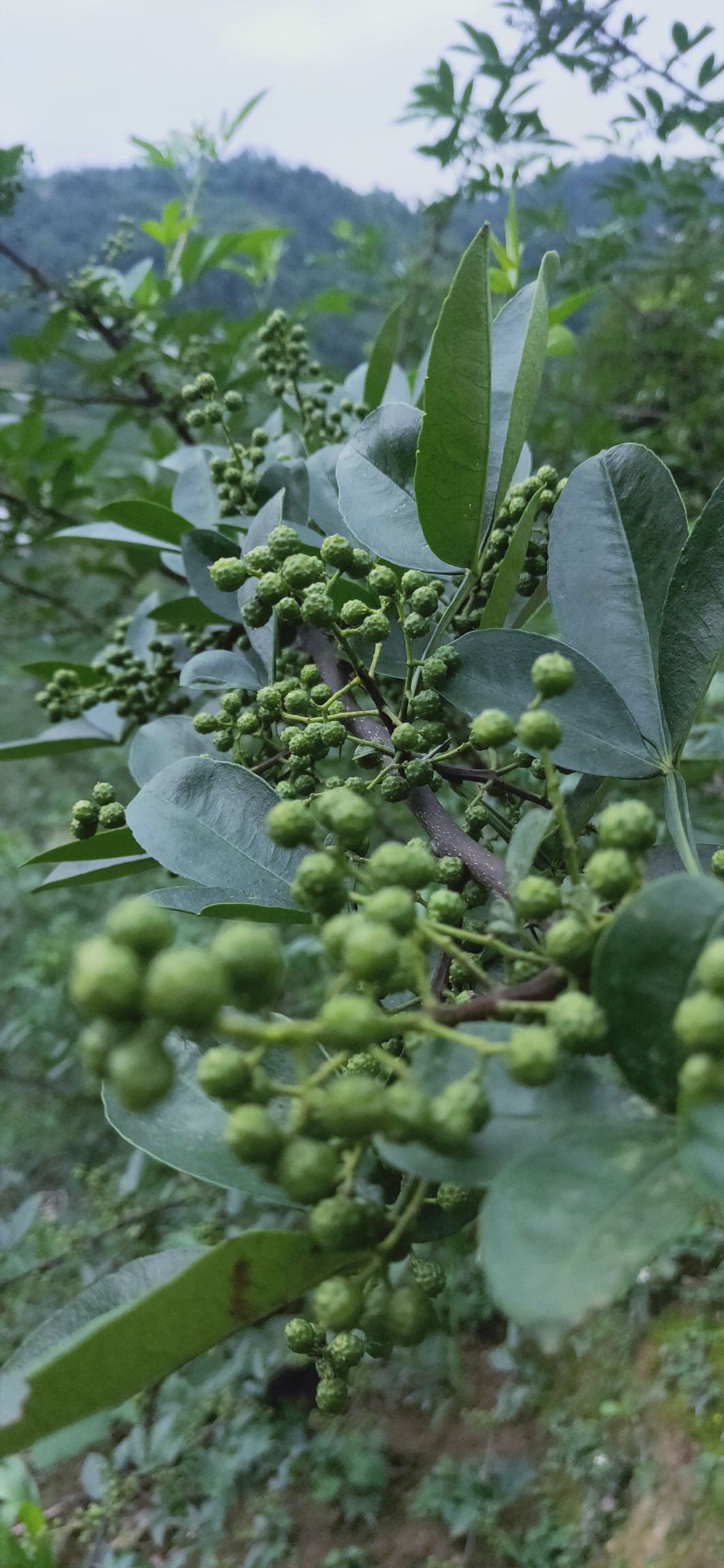 云南昭通青花椒,味道极好