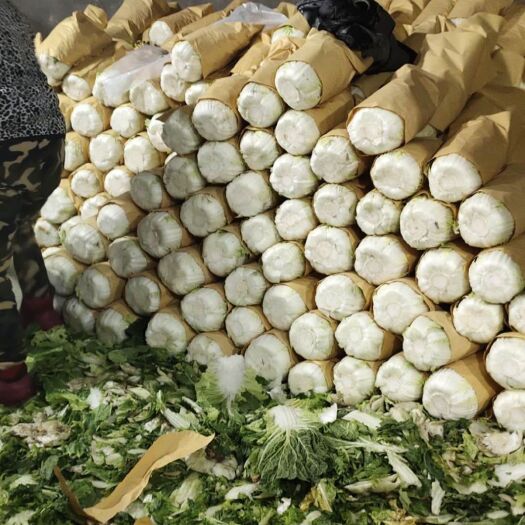 张北县精品黄心白菜散装打冷