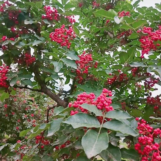 陇南 无刺少刺嫁接大红袍花椒苗五月梅花椒
