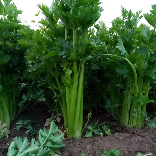 无极县法国皇后芹菜 清脆鲜嫩不空心芹香味浓厚