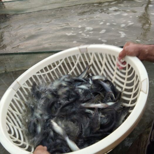 荆州斑点叉尾鮰鱼  供应优质鱼苗