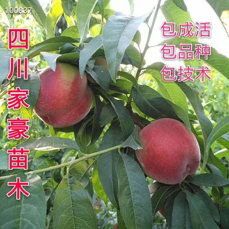 突围水蜜桃苗 嫁接水蜜桃苗 基地培育 现挖现发南北方适种