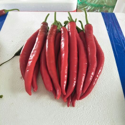 兰陵县海花红辣椒 10~15cm 中辣 红色