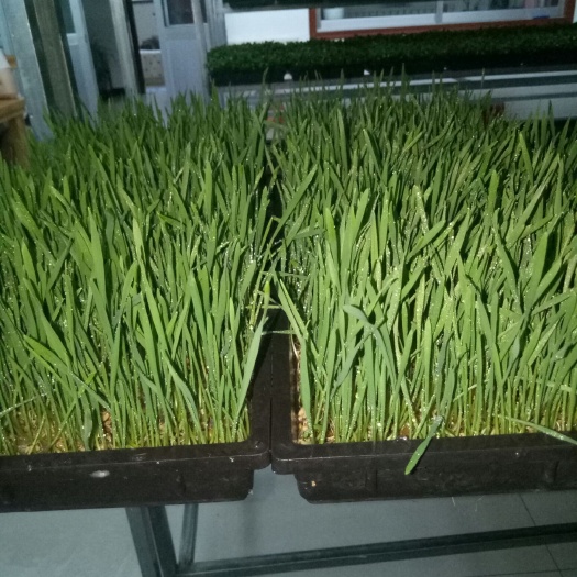 烟台小麦芽 全年生产，全年供应，寻求大型超市采购商和蔬菜批发商
