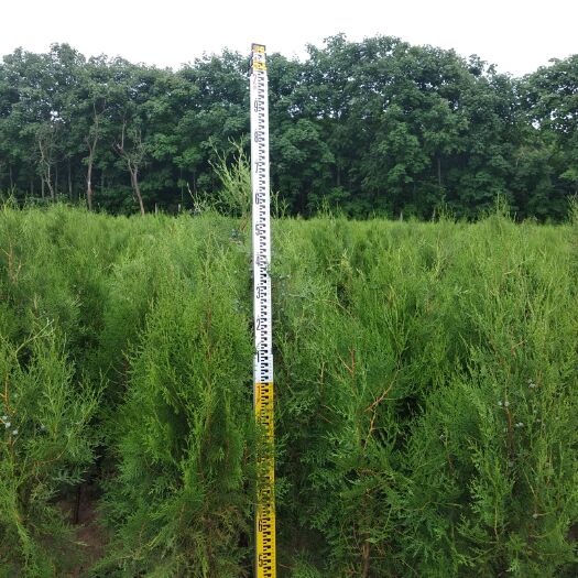 西安圆枝侧柏 供应40cm~3.5米侧柏
