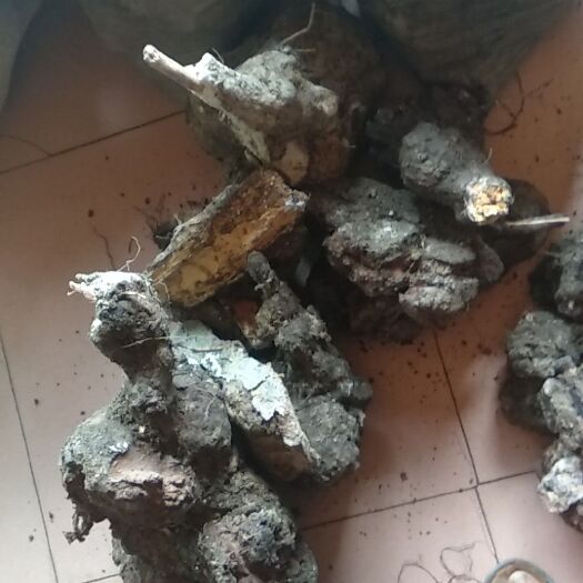 从江县茯苓