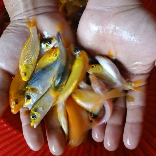 清远锦鲤鱼苗