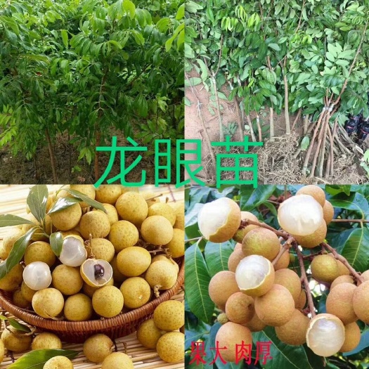 灵山县四季蜜龙眼苗  四季蜜，四季龙眼，干胞，肉脆，甜过初恋！