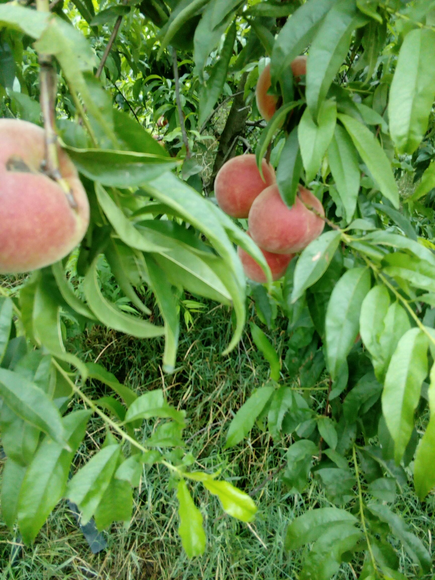 脆密王毛桃 糖度很高。成熟后离核