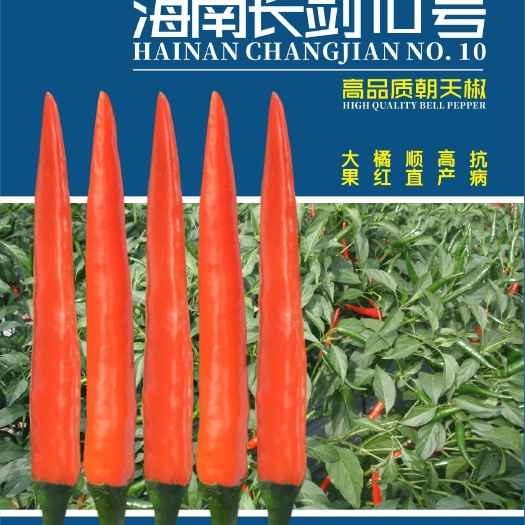 海口朝天椒种子  海南长剑10号—新型朝天椒品种，厂家直销
