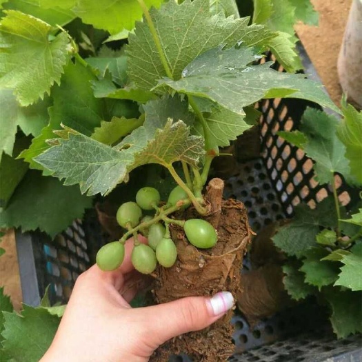 平邑县 葡萄苗营养杯夏黑藤捻葡萄，两棵以上包邮