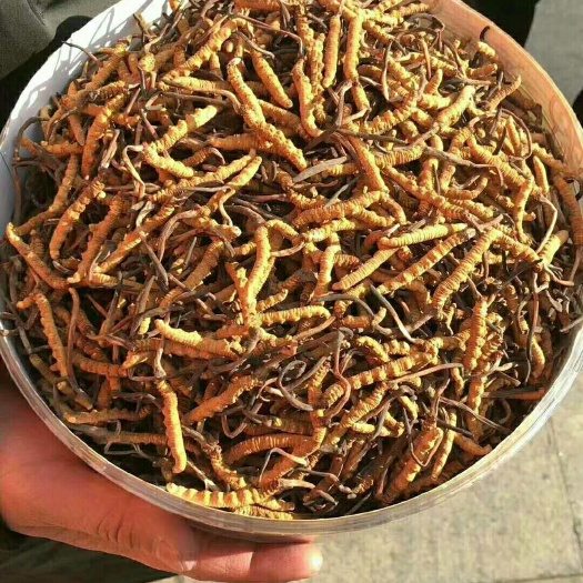 松潘县冬虫夏草