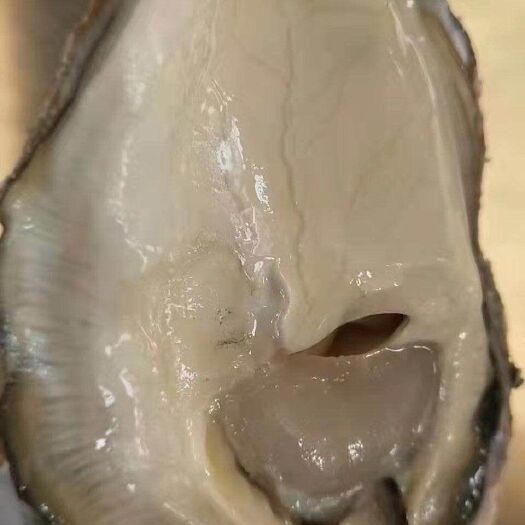 天津三倍体生蚝 乳山生蚝，三倍体各种规格