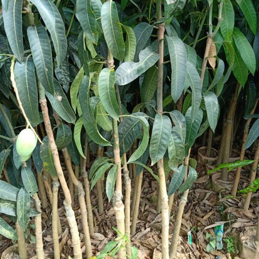 灵山县金煌芒果苗 金煌芒果，果大清甜无丝，生熟可吃
