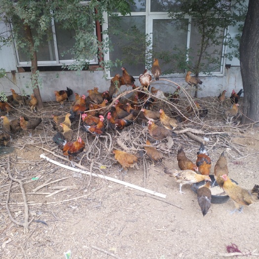 赞皇县大量供应土鸡蛋笨鸡蛋