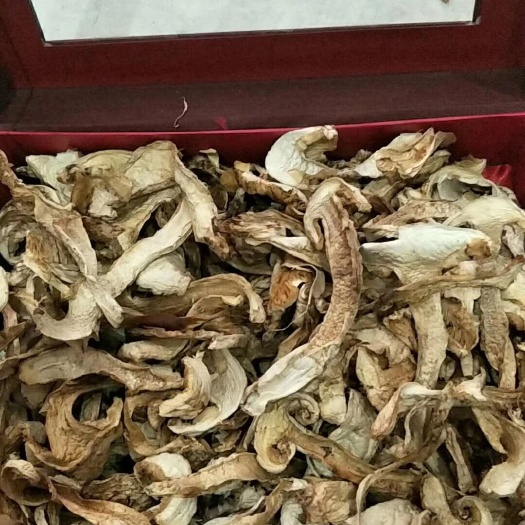 冕宁县鸡枞菌 在自然界是和白蚁共生的菌类，白蚁构筑蚁巢的同时培养了鸡㙡菌