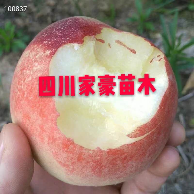 突围水蜜桃苗 嫁接水蜜桃苗 基地培育 现挖现发南北方适种