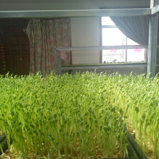 烟台豌豆苗 寻求大型超市采购商和蔬菜批发商